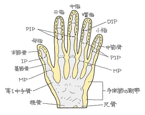 手指第一指節|手指